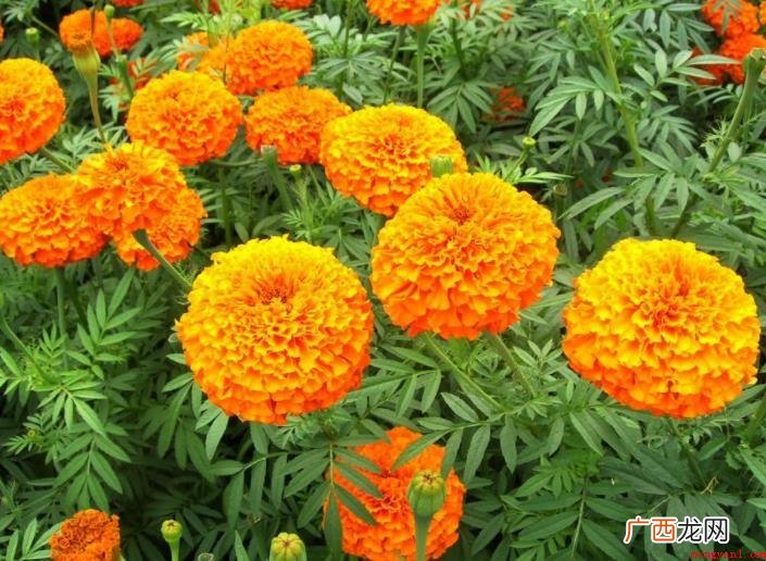 金盏花形状特点有什么? 金盏花形态特征有哪些