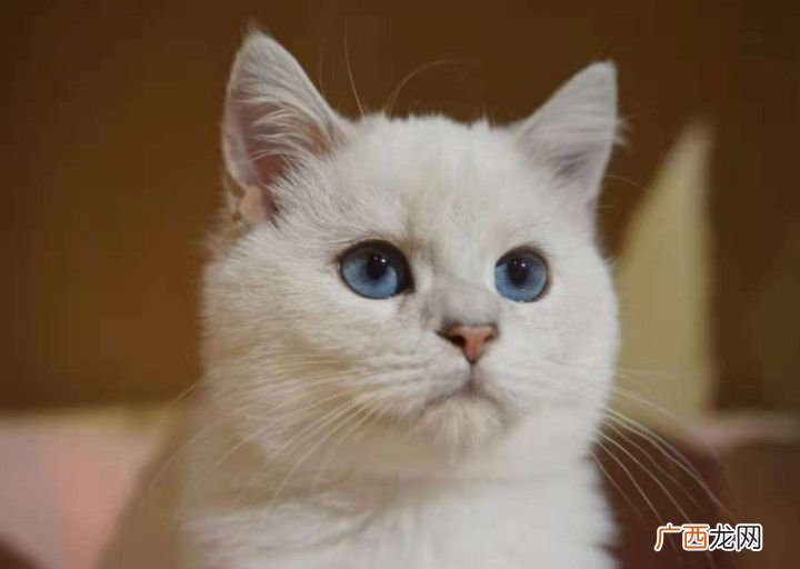 母猫咪一年可以生育几次,母猫一年繁育几次最好？