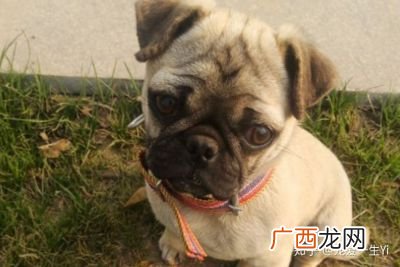 狗狗为什么尿血,狗狗尿液发红是咋会事?
