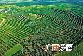 一顷地是多少亩