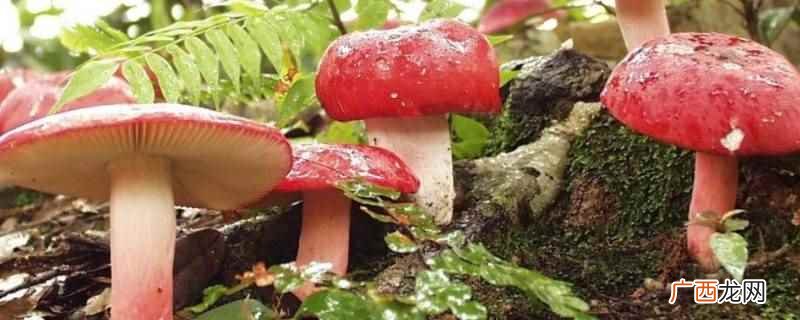家乡美食是红椎菌英文翻译