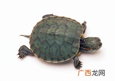乌龟是怎么生活的,乌龟的生活习性有哪些？