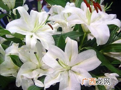 象征厄运的花,蓝色彼岸花寓意？