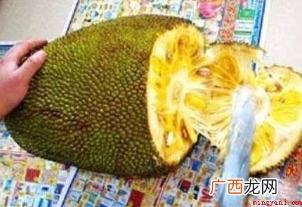 菠萝蜜怎么剥?_宠物频道 菠萝蜜怎么剥