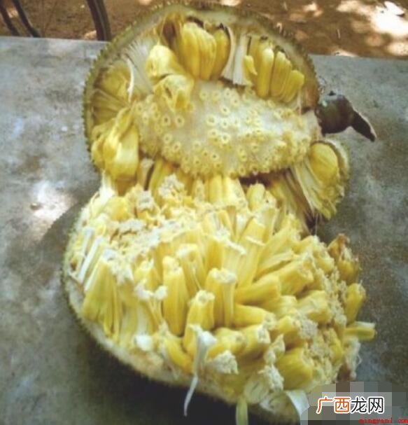 菠萝蜜怎么剥?_宠物频道 菠萝蜜怎么剥