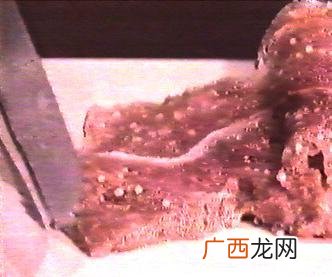 猪肉绦虫长什么样,猪绦虫长在猪什么部位？
