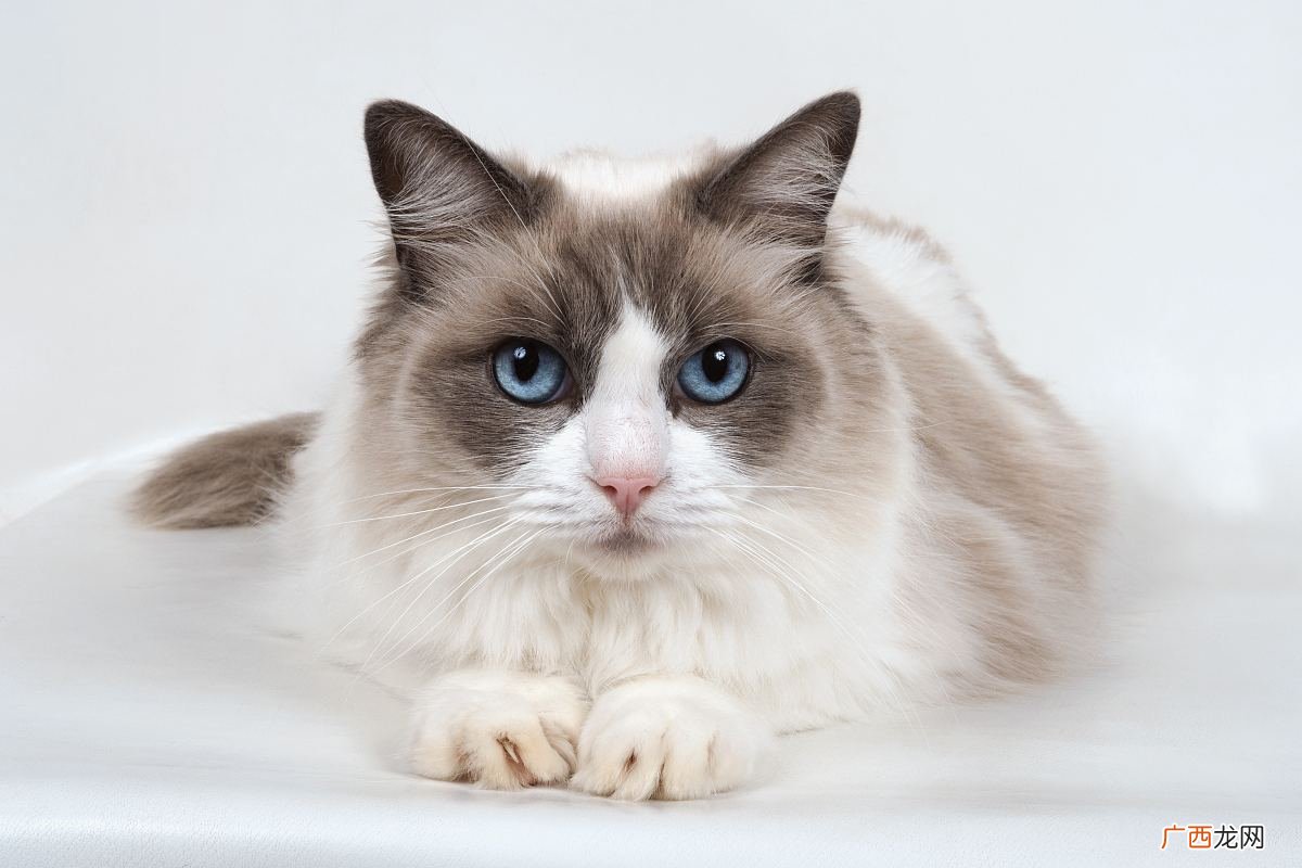 猫咪配种一般需要几天,母猫和公猫关多久会受孕？