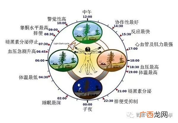 生物钟是什么,女生说的生物钟是什么意思？