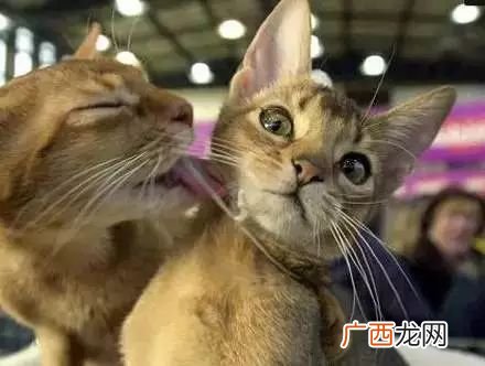 猫的胡须有多长,一样大的小猫为什么有的胡须更长？