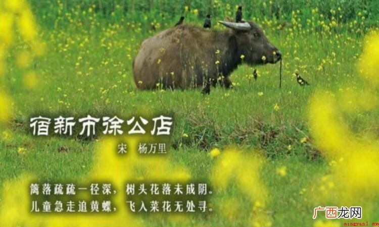 宿新市徐公店二首的原文是什么 《宿新市徐公店二首》的原文是什么