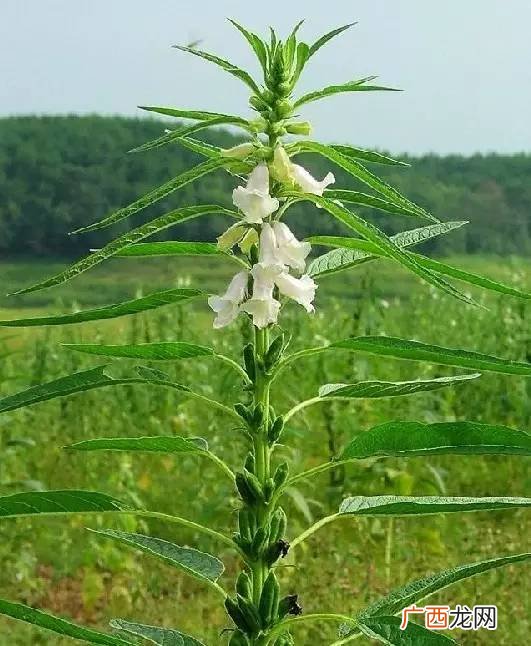 芝麻开花节节高比喻什么呢,芝麻开花节节高，比喻什么呢？