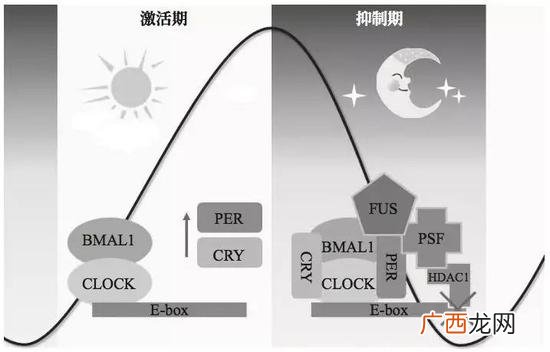 生物节律是由什么控制的,什么是生物节律的控制？