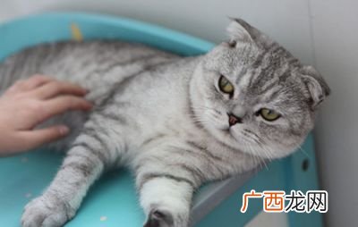 英短母猫一般多重,英短蓝白母猫最重多少斤？