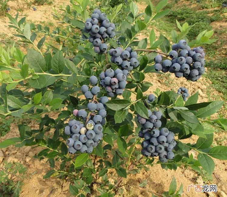 蓝莓种植方法,蓝莓苗栽培技术大全？