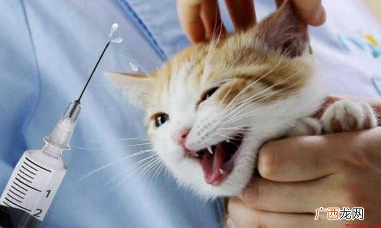 小猫打疫苗的作用是什么