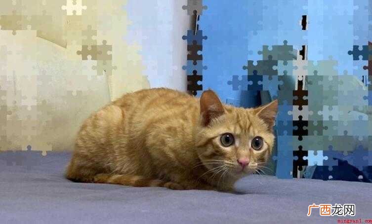 如何检测猫打了疫苗