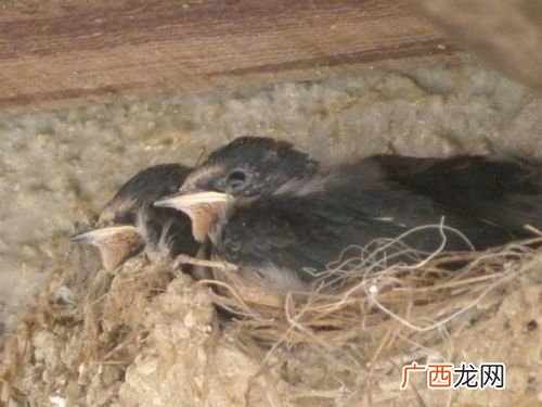 家燕的特点,小燕子的外形活动特点生活习性？