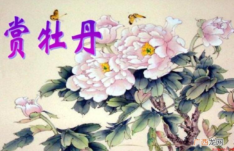 描绘牡丹花的诗句有什么 描写牡丹花的诗句有哪些