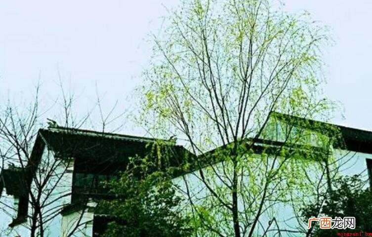 《暮春即事》的作者是谁