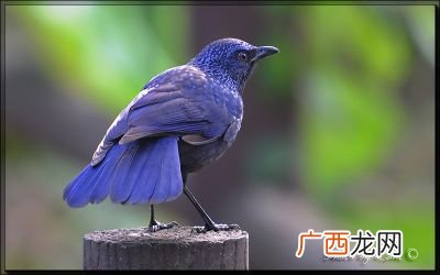 紫啸鸫可以吃吗,乌鸫和乌灰鸫的区别？