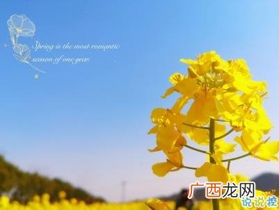 菜籽花开的唯美句子,描写“看油菜花心情”的唯美句子有哪些？