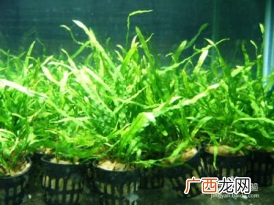 什么样的水草最好养,鱼缸绿植好养的有哪些？