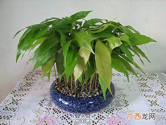 荔枝核怎么种出盆栽,冰冻过的荔枝核还能盆栽吗？
