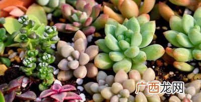 多肉特点,形容多肉形状的句子？