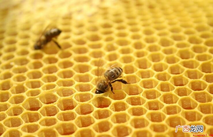 蜜蜂科昆虫意大利蜂Apis mellifera L 蜂胶是什么东西