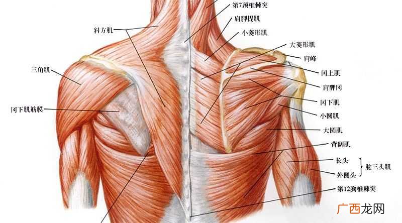 肩胛骨是什么位置,什么是肩端点？