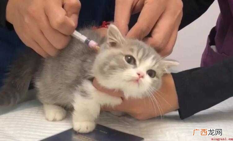 宠物打疫苗有什么好处