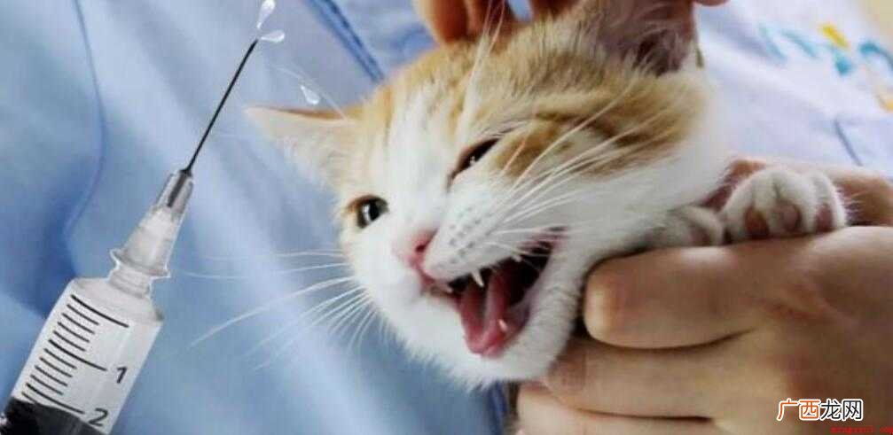 猫咪打疫苗大概需要多少钱