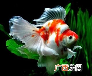 怎么养好琉金金鱼,怎样养鎏金金鱼?