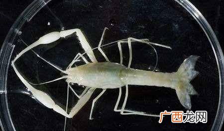 白色盲虾怎么煮熟,古代人怎么知道鲸落？