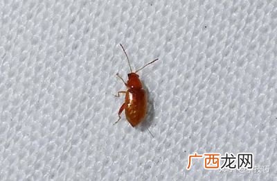 跳蚤怎么消灭,杀跳蚤最有效最好的方法，能让跳蚤立马死掉？