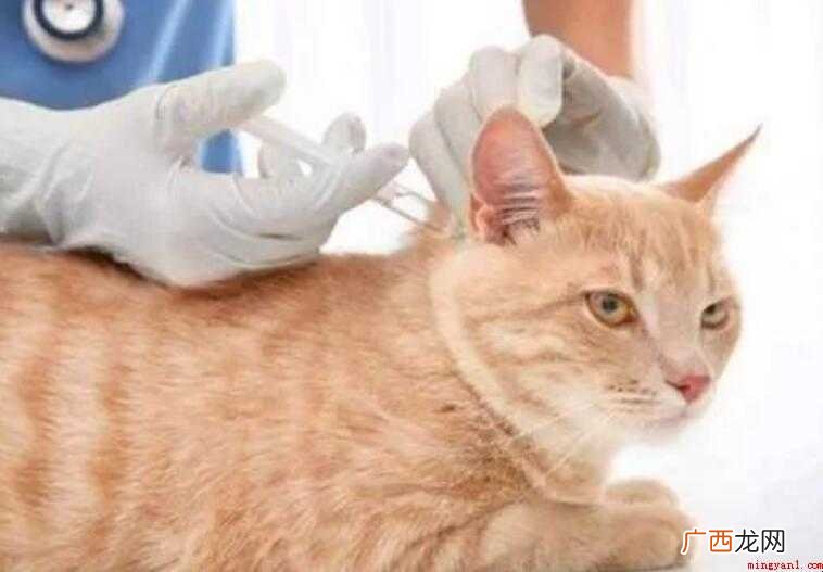猫打狂犬疫苗有什么用