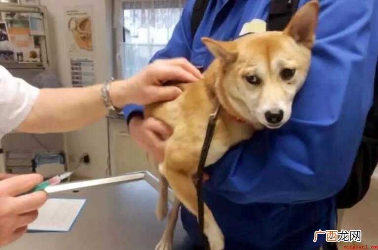 打狂犬疫苗副作用有哪些