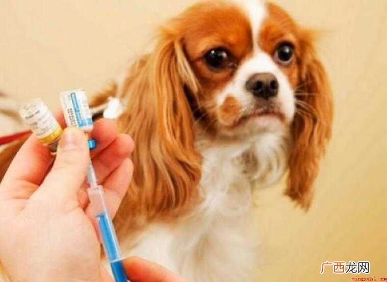 狗狗疫苗几联什么意思