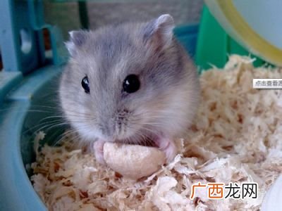 哪种仓鼠熊类最好养最可爱,金丝熊和虎纹熊哪个好养些，公的好还是母的好？