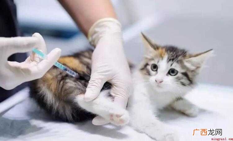 猫咪打完疫苗拉稀怎么办