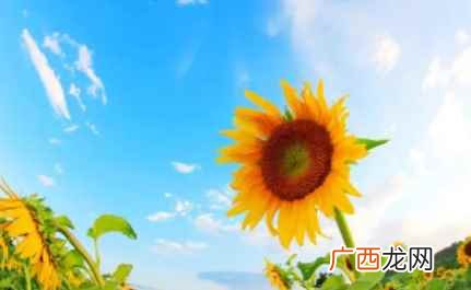 向日葵是不是花