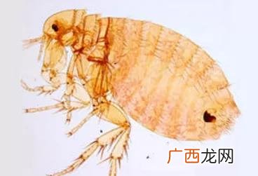 跳蚤和虱子的区别,跳蚤的同类有哪些?