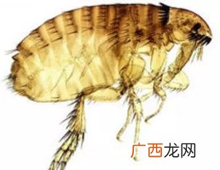 跳蚤和虱子的区别,跳蚤的同类有哪些?