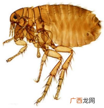 跳蚤和虱子的区别,跳蚤的同类有哪些?