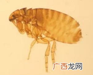 跳蚤和虱子的区别,跳蚤的同类有哪些?