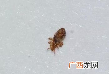 跳蚤和虱子的区别,跳蚤的同类有哪些?