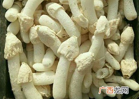 干竹荪怎么处理,新鲜竹荪要先焯水再晒干正确吗?
