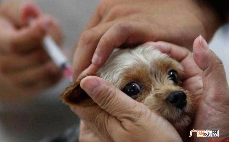 给狗打疫苗注意事项有哪些