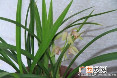 什么品种兰花最值钱,十大名贵兰花？