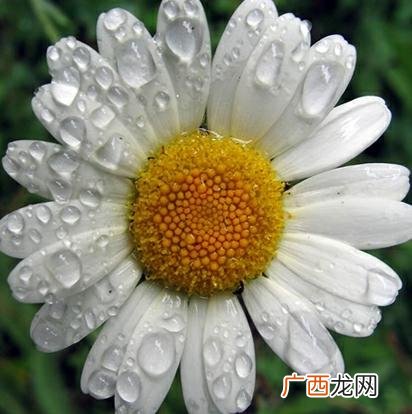 洋甘菊的样子,五种菊花的区别？